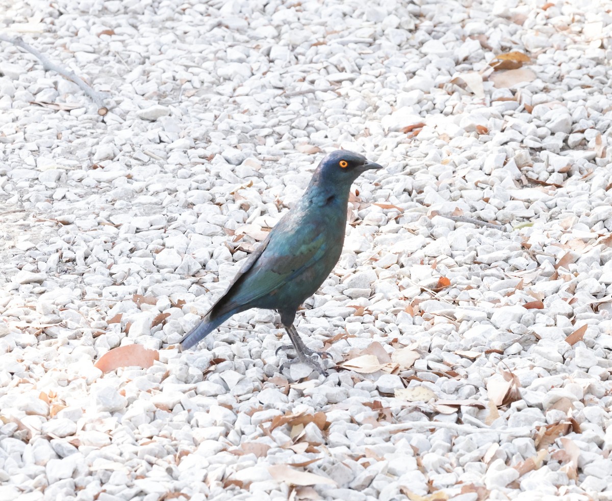 Капский спрео - ML652341057