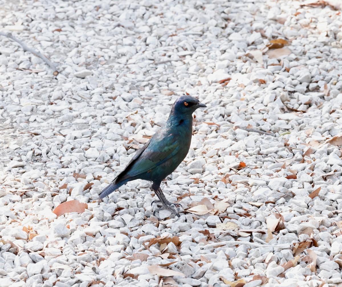 Капский спрео - ML652341058