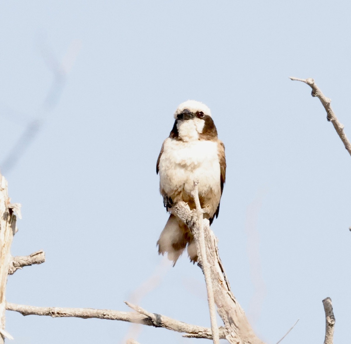 Белошапочный сорокопут - ML652341107