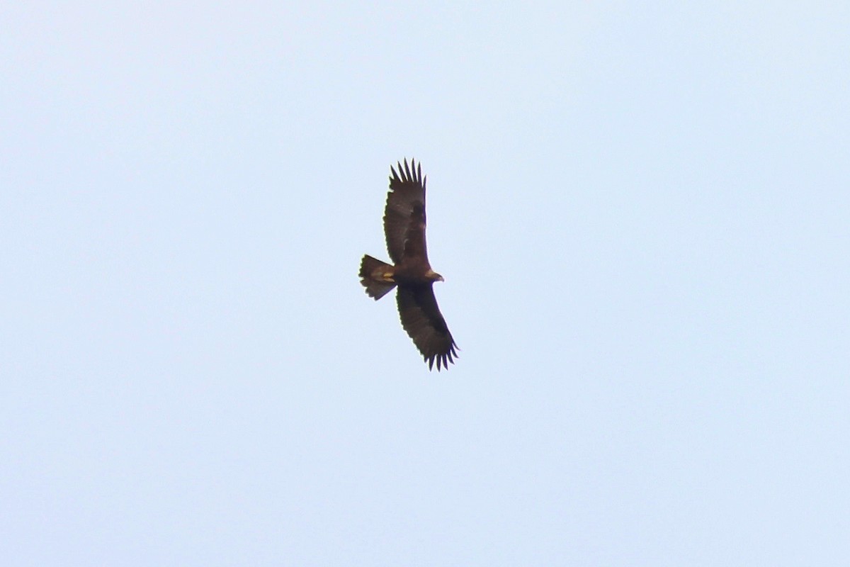 Arrano beltza - ML652341123