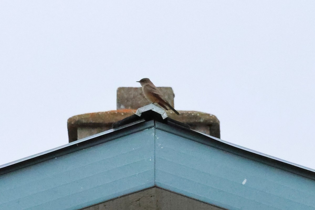 Say's Phoebe - ML652341129