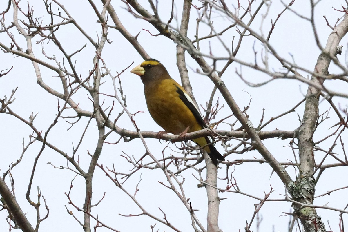 Mokolodi bekainoria - ML652341138