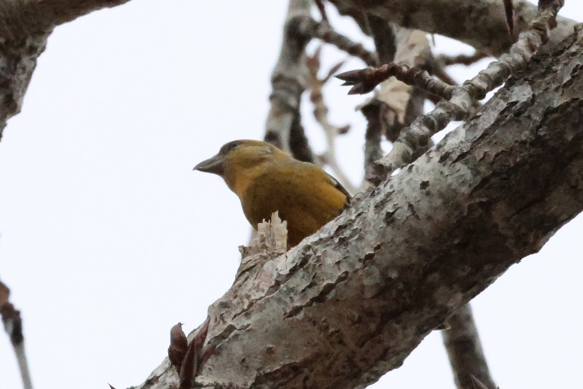 Mokoker arrunta - ML652341154