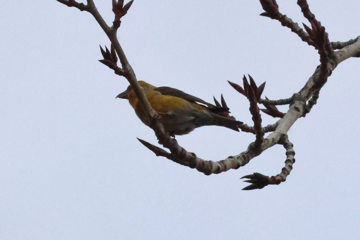 Mokoker arrunta - ML652341156