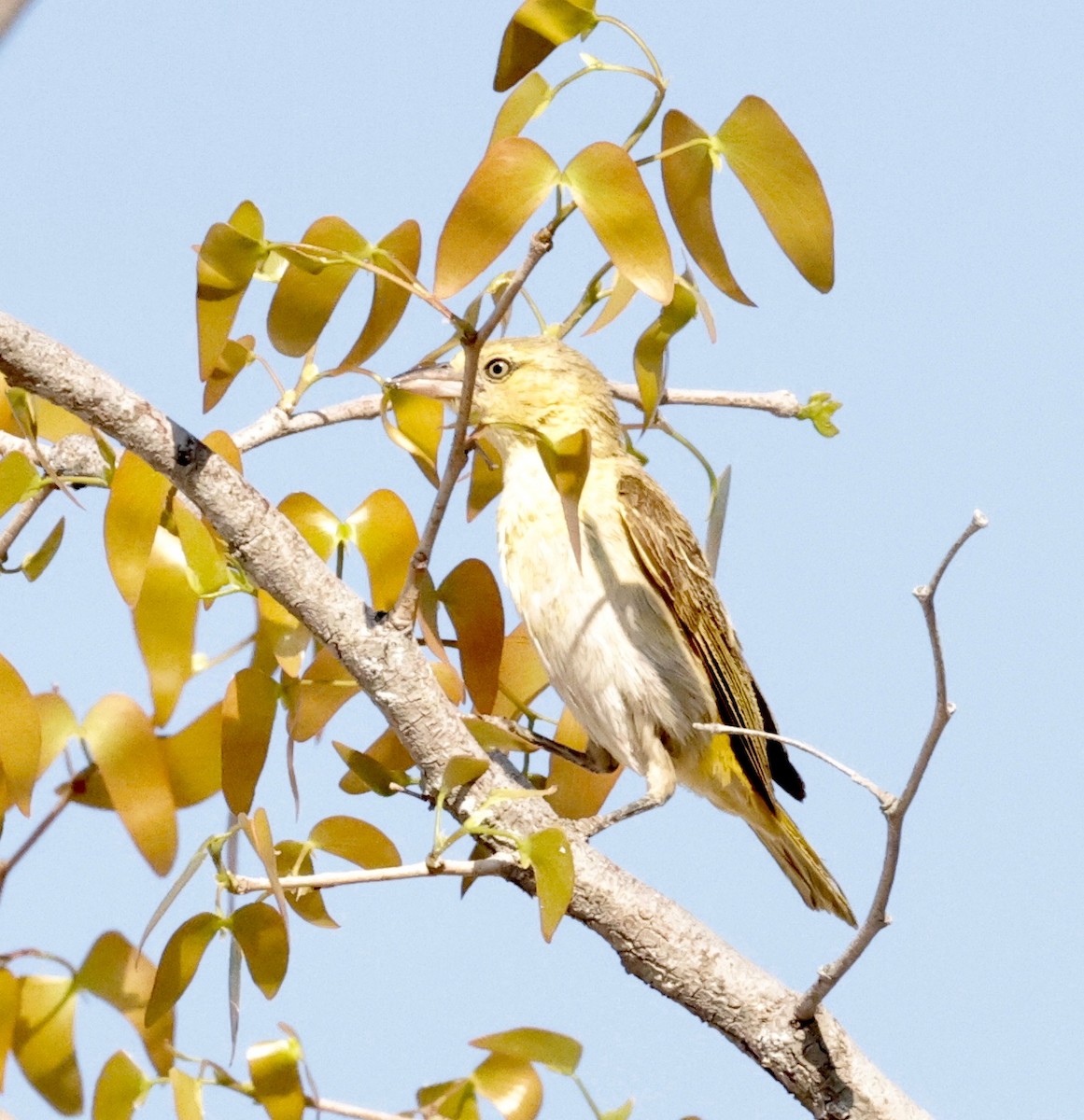 Масковый ткач - ML652341158