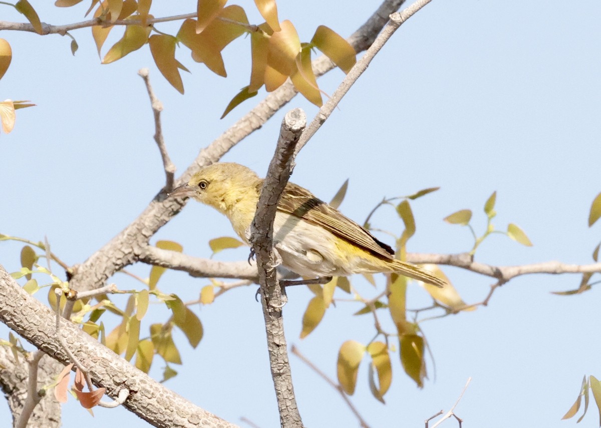 Масковый ткач - ML652341160