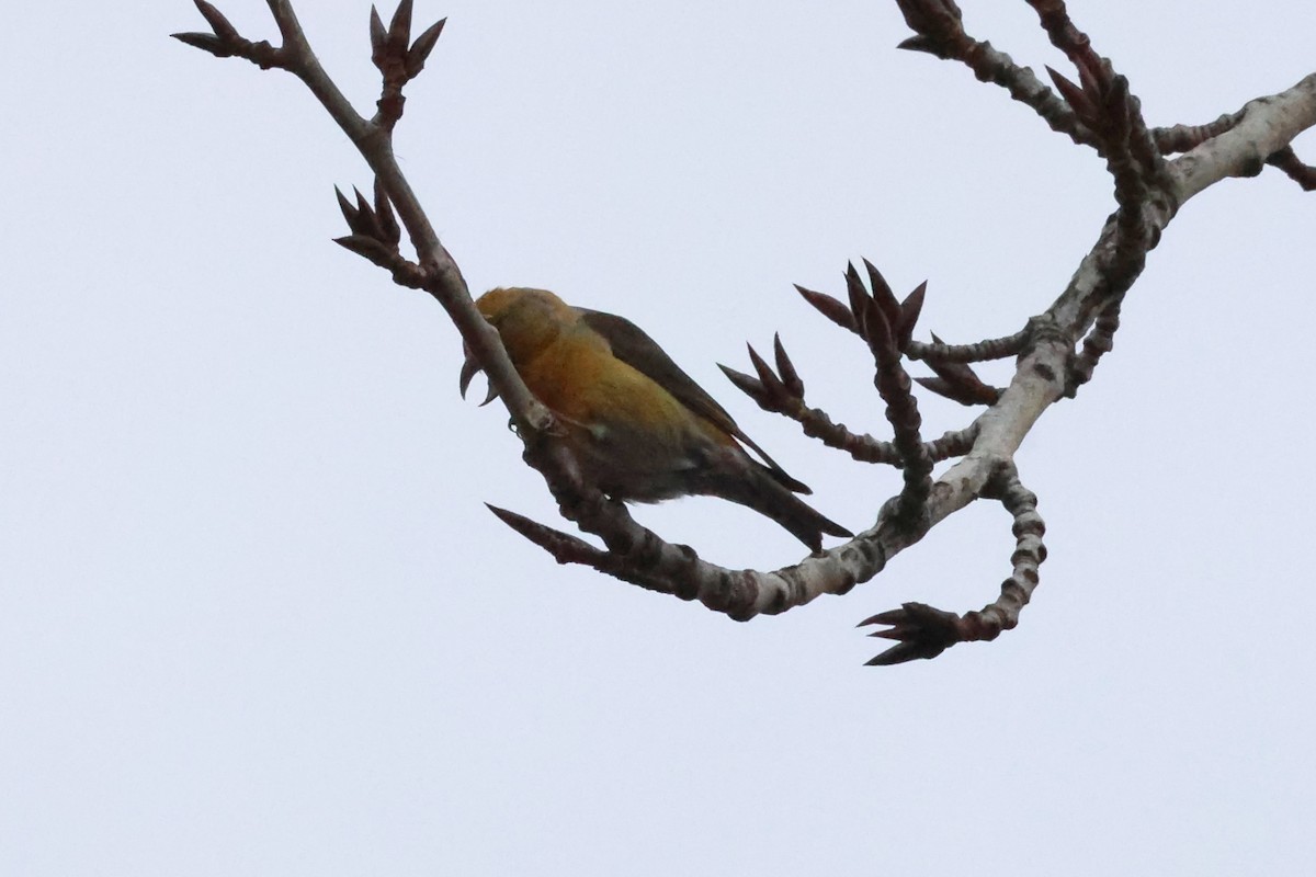 Mokoker arrunta - ML652341196