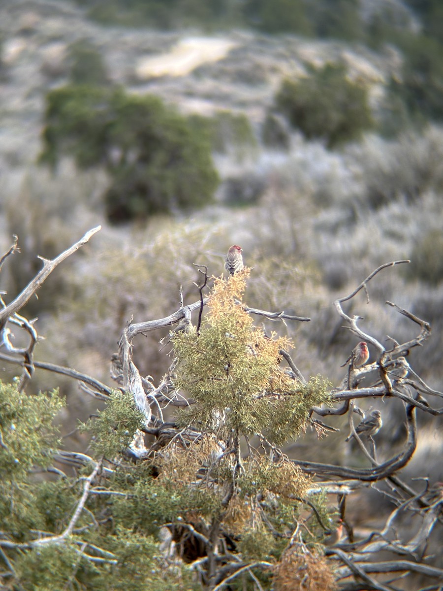 Burugorri arrunta - ML652341205