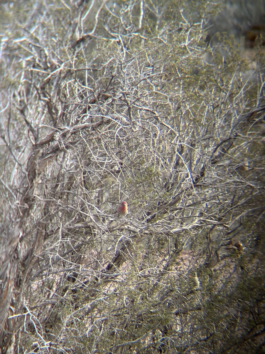 Burugorri arrunta - ML652341206