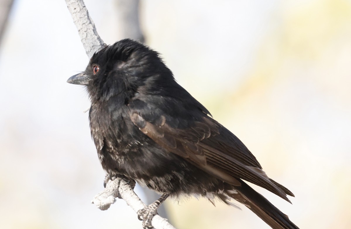 Траурный дронго - ML652341265