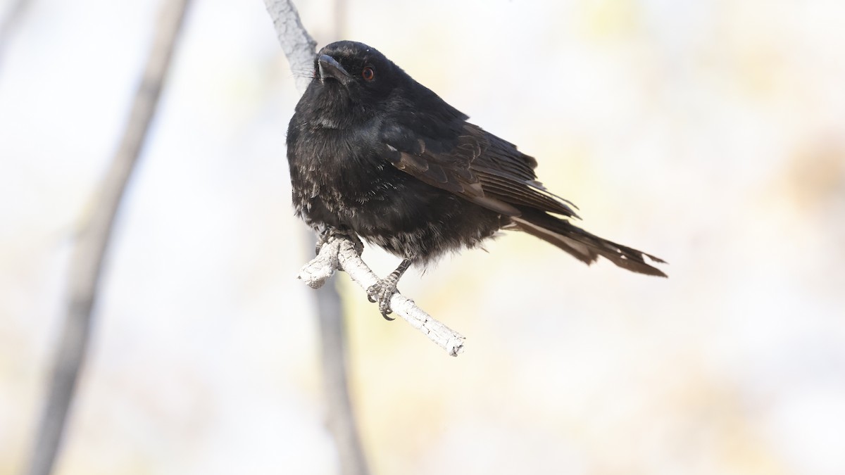 Траурный дронго - ML652341266