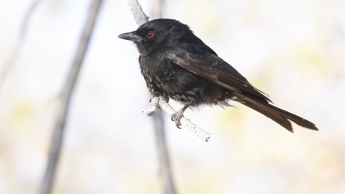 Траурный дронго - ML652341267