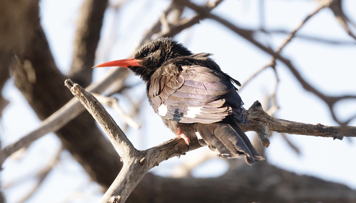 Фиолетовый древесный удод - ML652341294