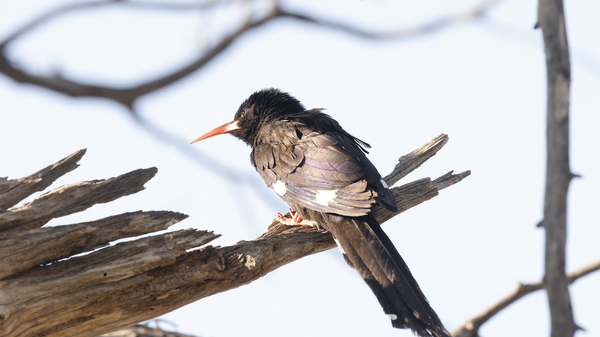 Фиолетовый древесный удод - ML652341296