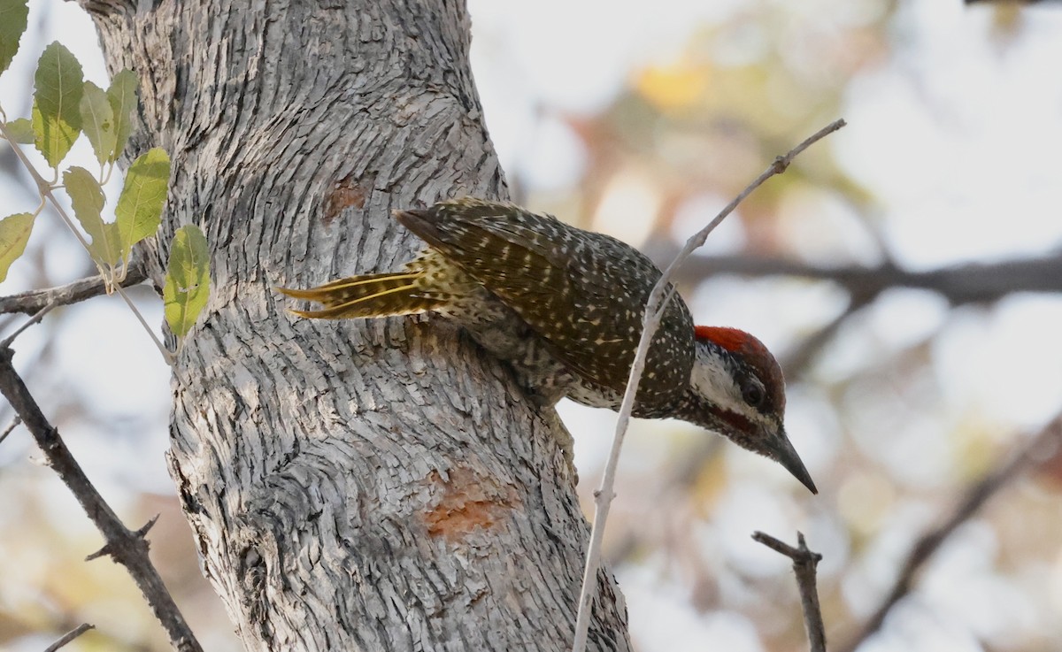 Златохвостый дятел - ML652341336