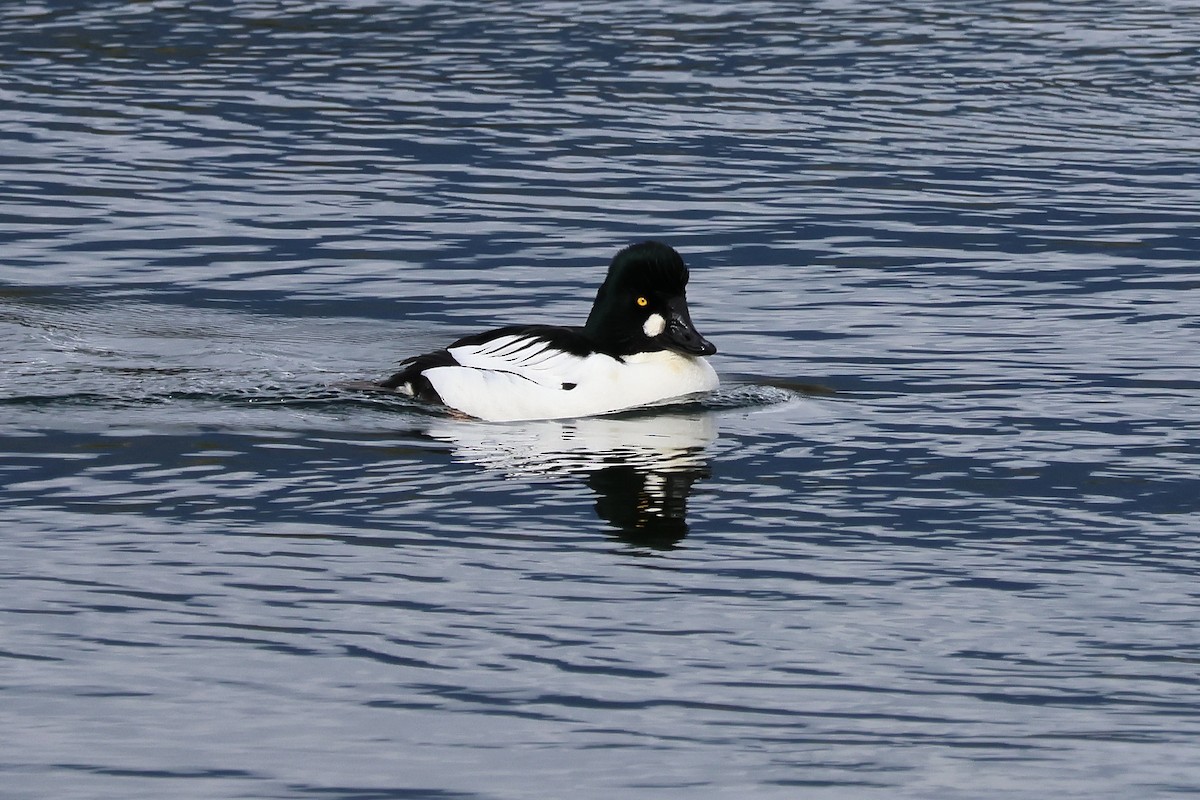 Murgilari urrebegia - ML652341527