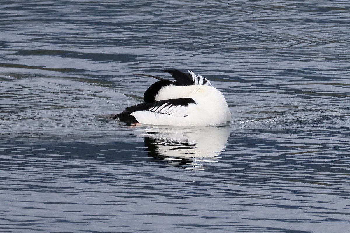 Murgilari urrebegia - ML652341545