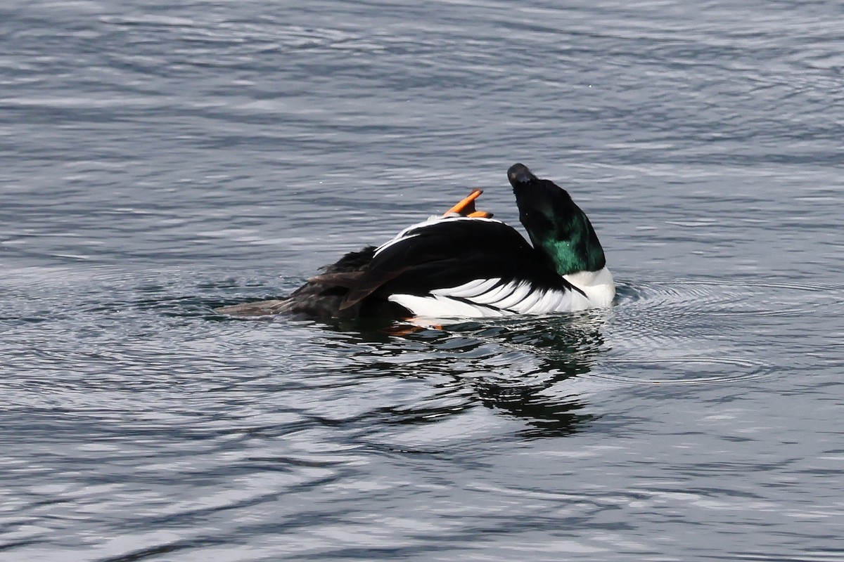 Murgilari urrebegia - ML652341546