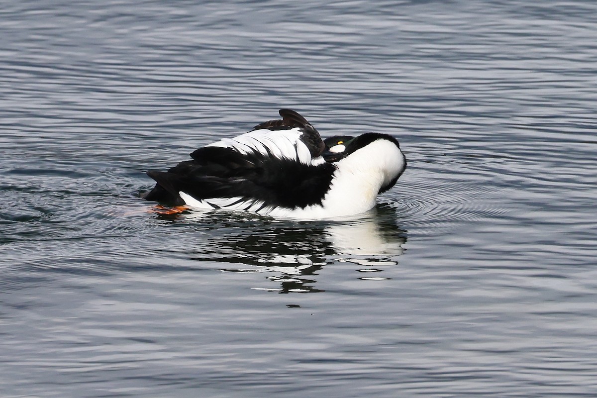 Murgilari urrebegia - ML652341550