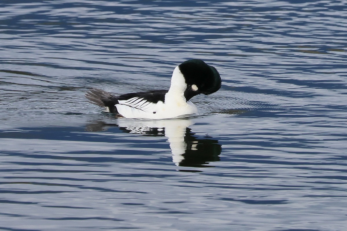 Murgilari urrebegia - ML652341552