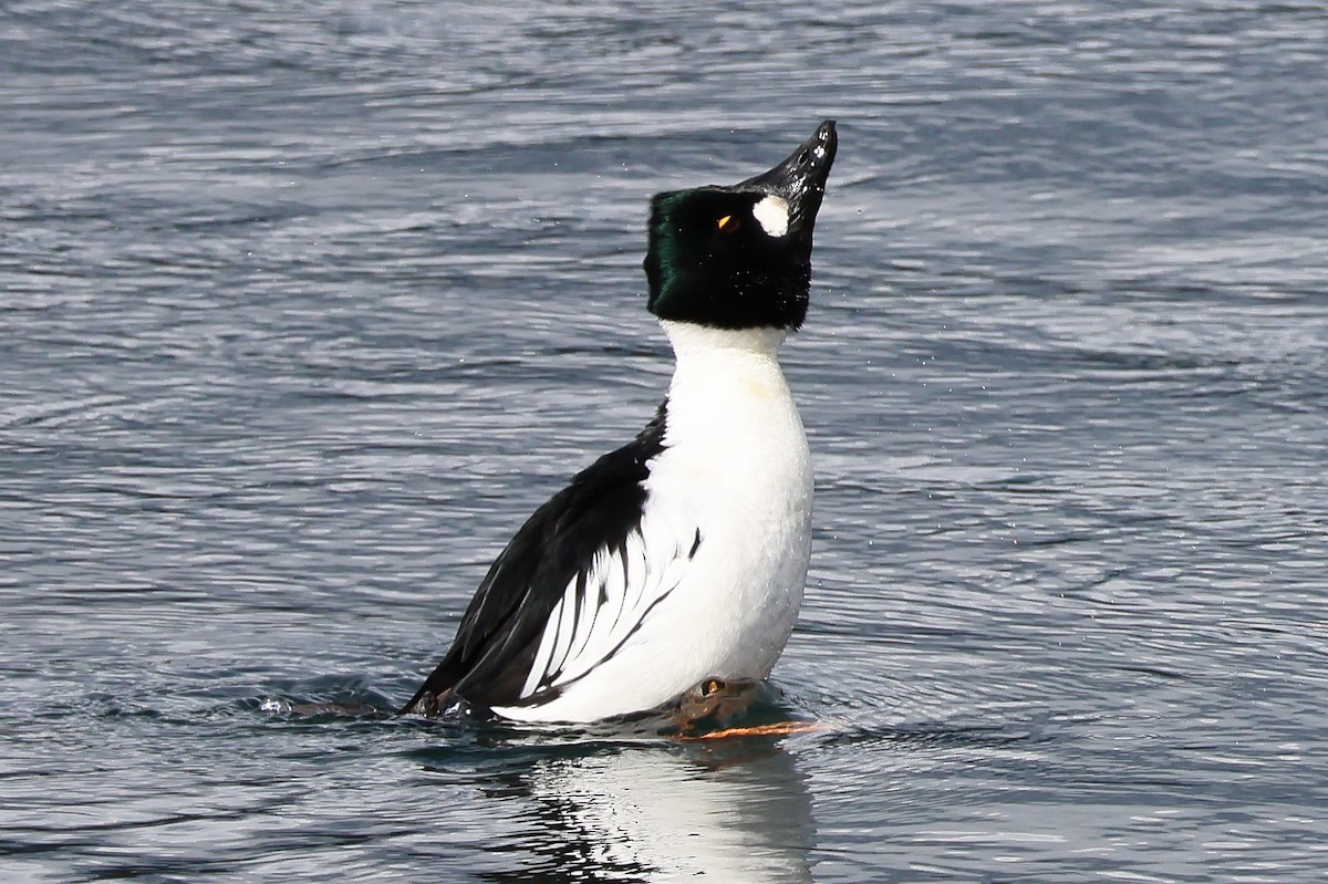 Murgilari urrebegia - ML652341553