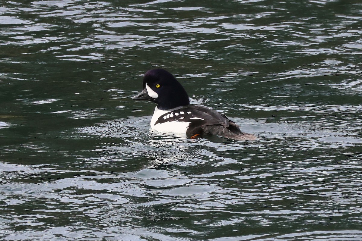 Murgilari islandiarra - ML652341576