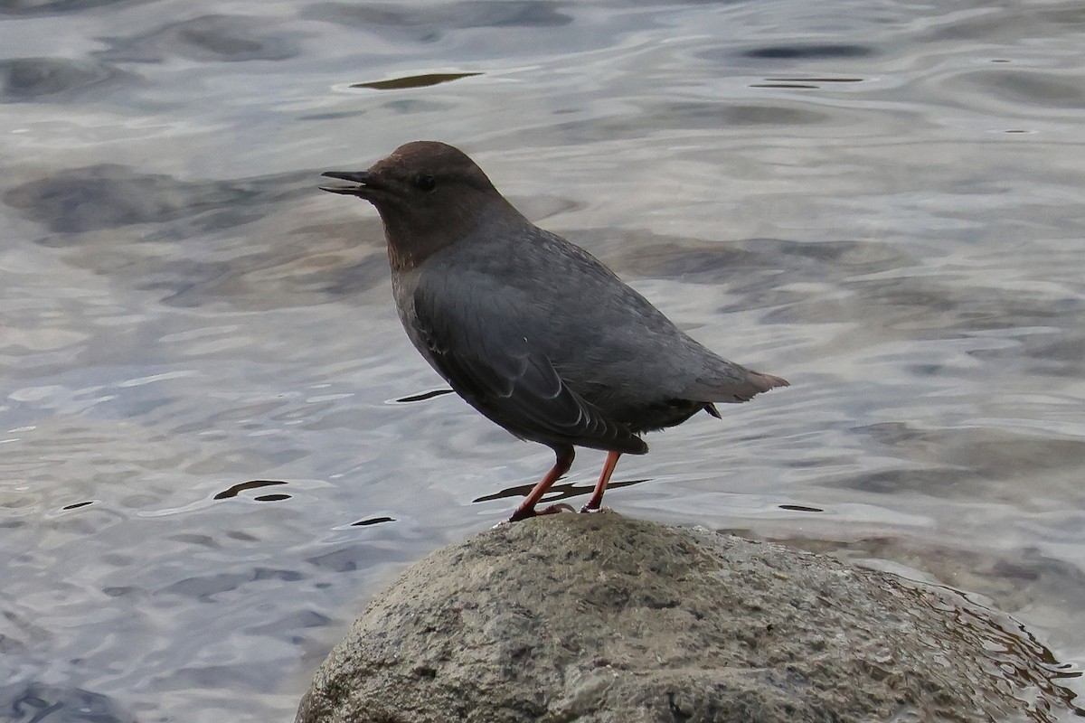 Ur-zozo iparramerikarra - ML652341732