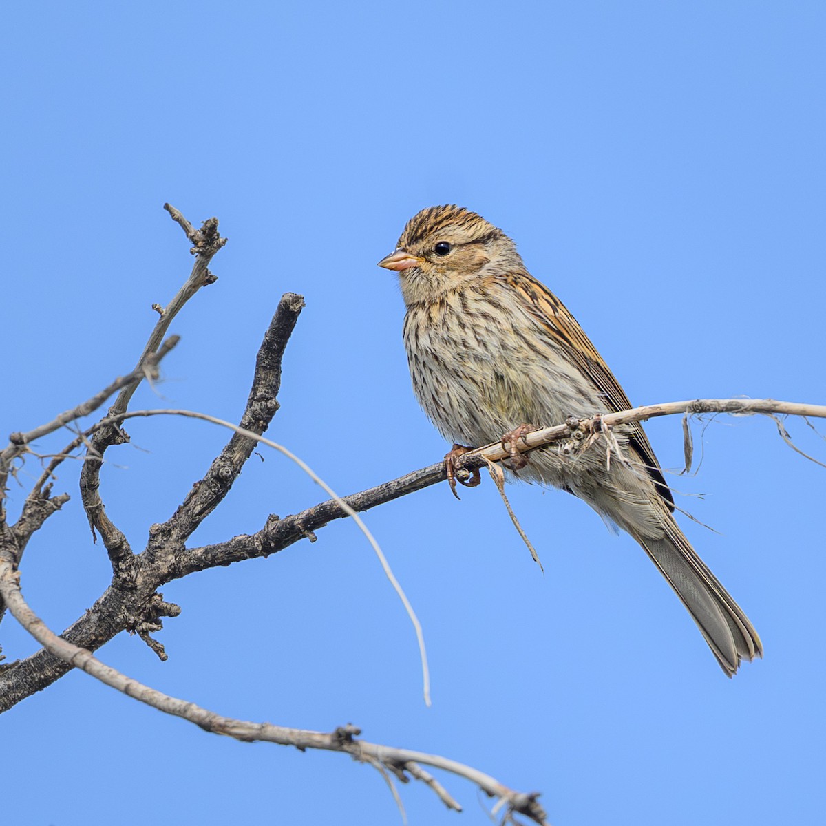 Chingolo Cejiblanco - ML652341788