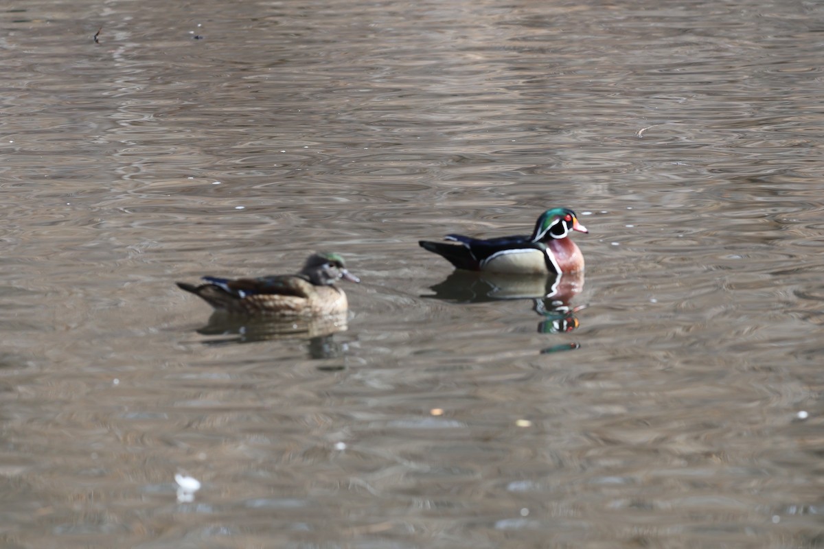 brudeand - ML652342104