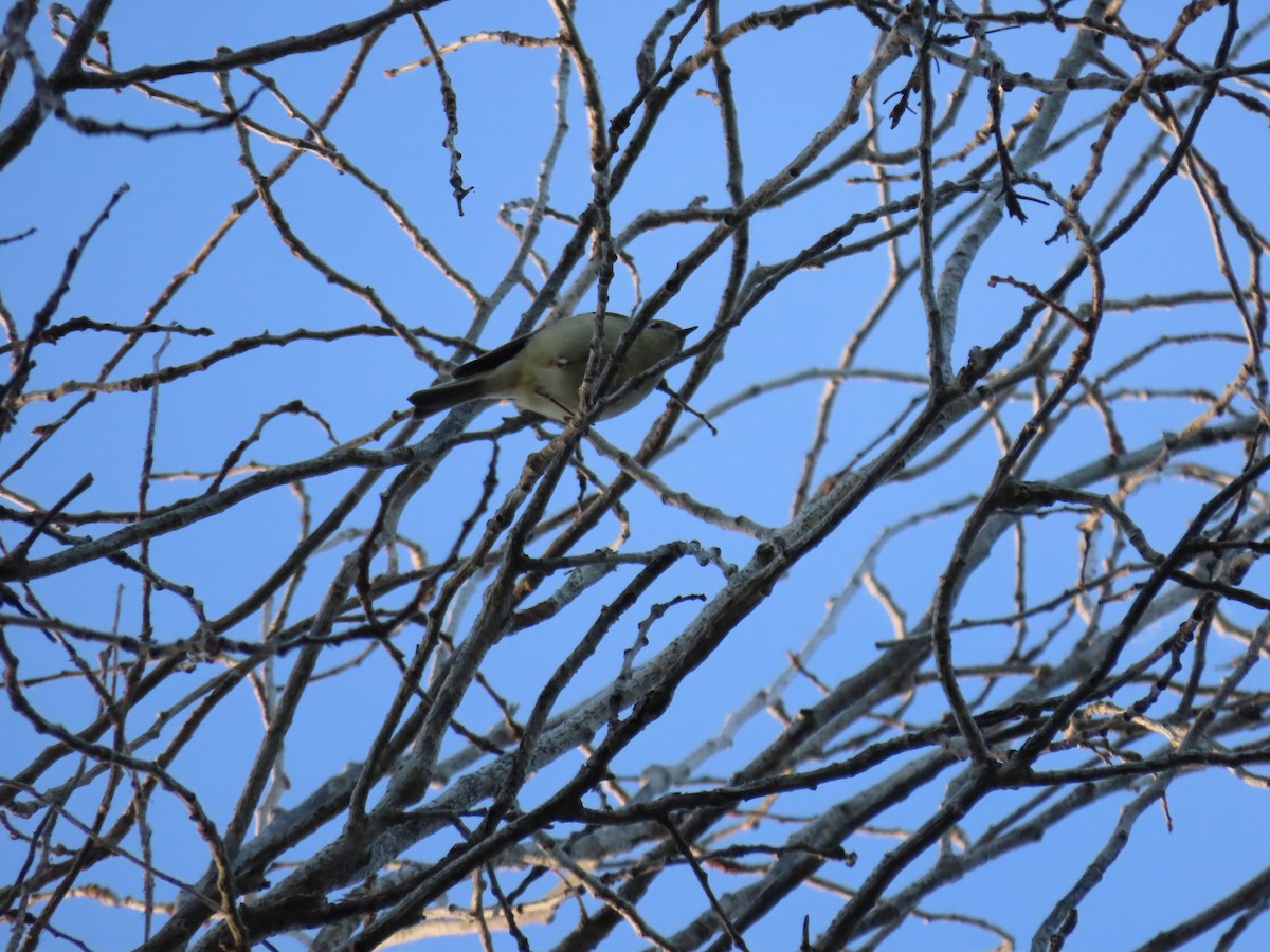 Ruby-crowned Kinglet - ML652342113
