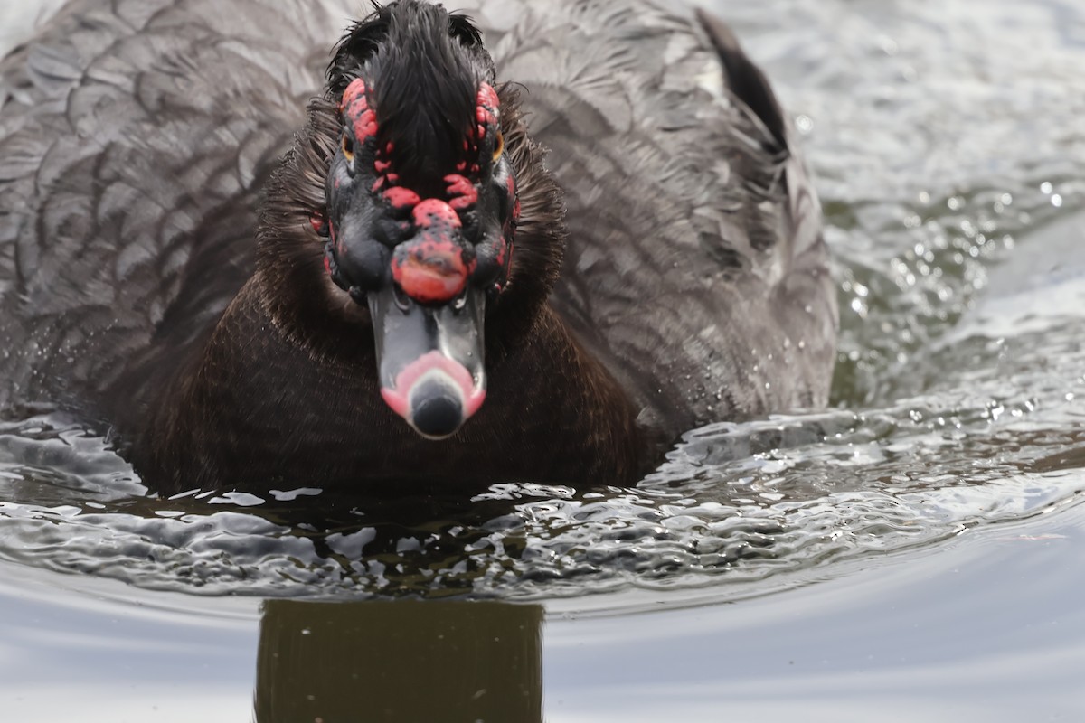 moskusand (domestisert knoppand) - ML652342114