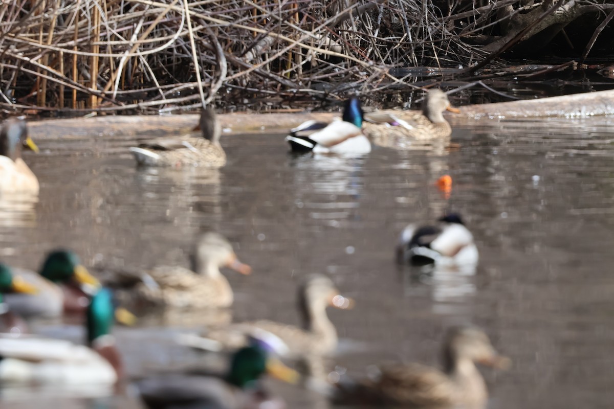 stokkand - ML652342126