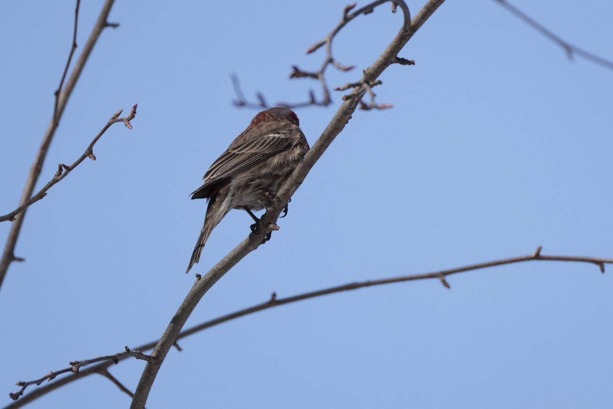 Burugorri arrunta - ML652342132