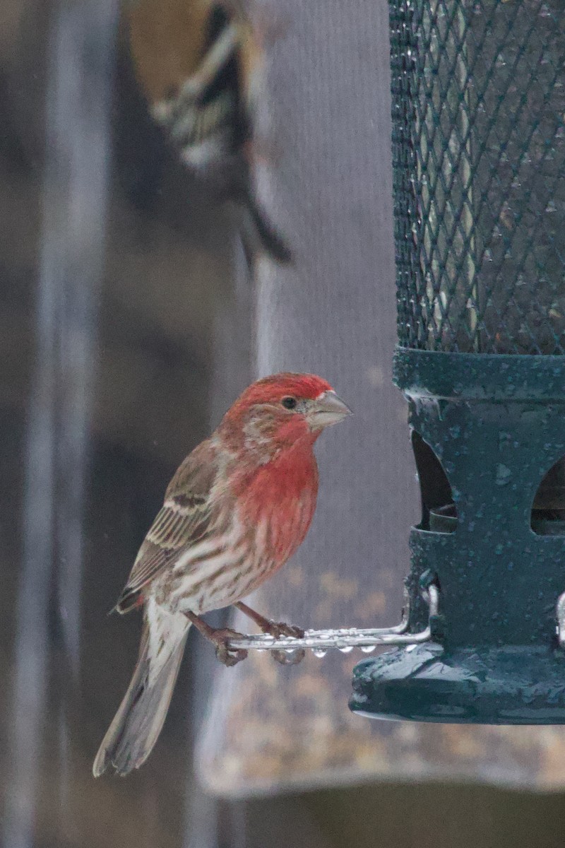 Burugorri arrunta - ML652342775