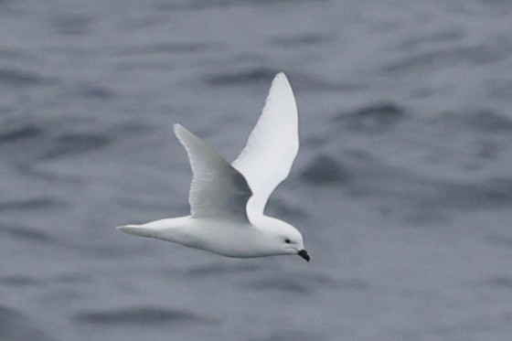 Буревісник білий - ML652342859