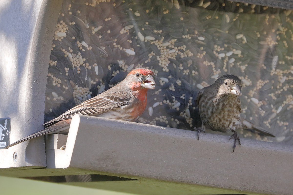 Burugorri arrunta - ML652342881