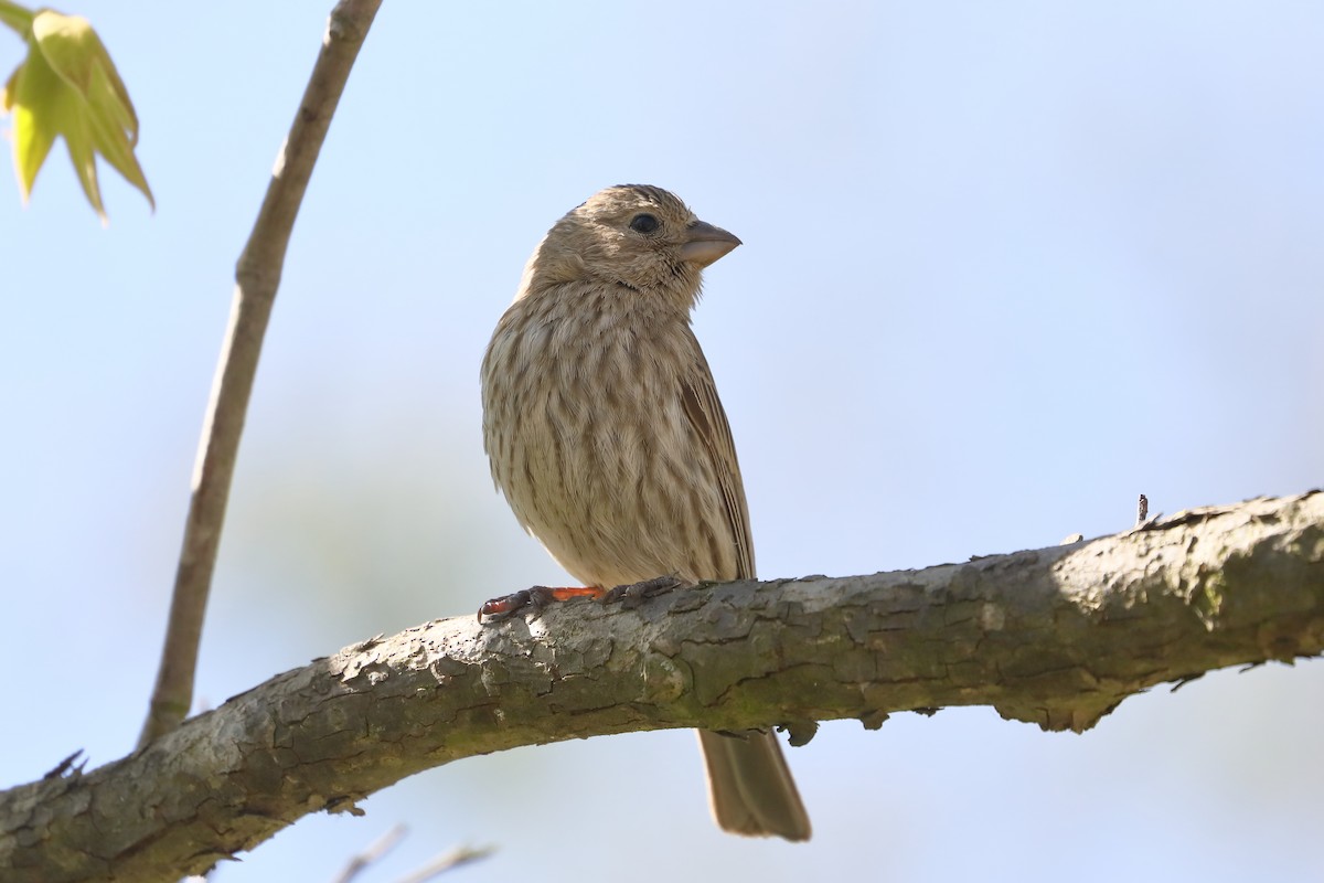 Burugorri arrunta - ML652342882