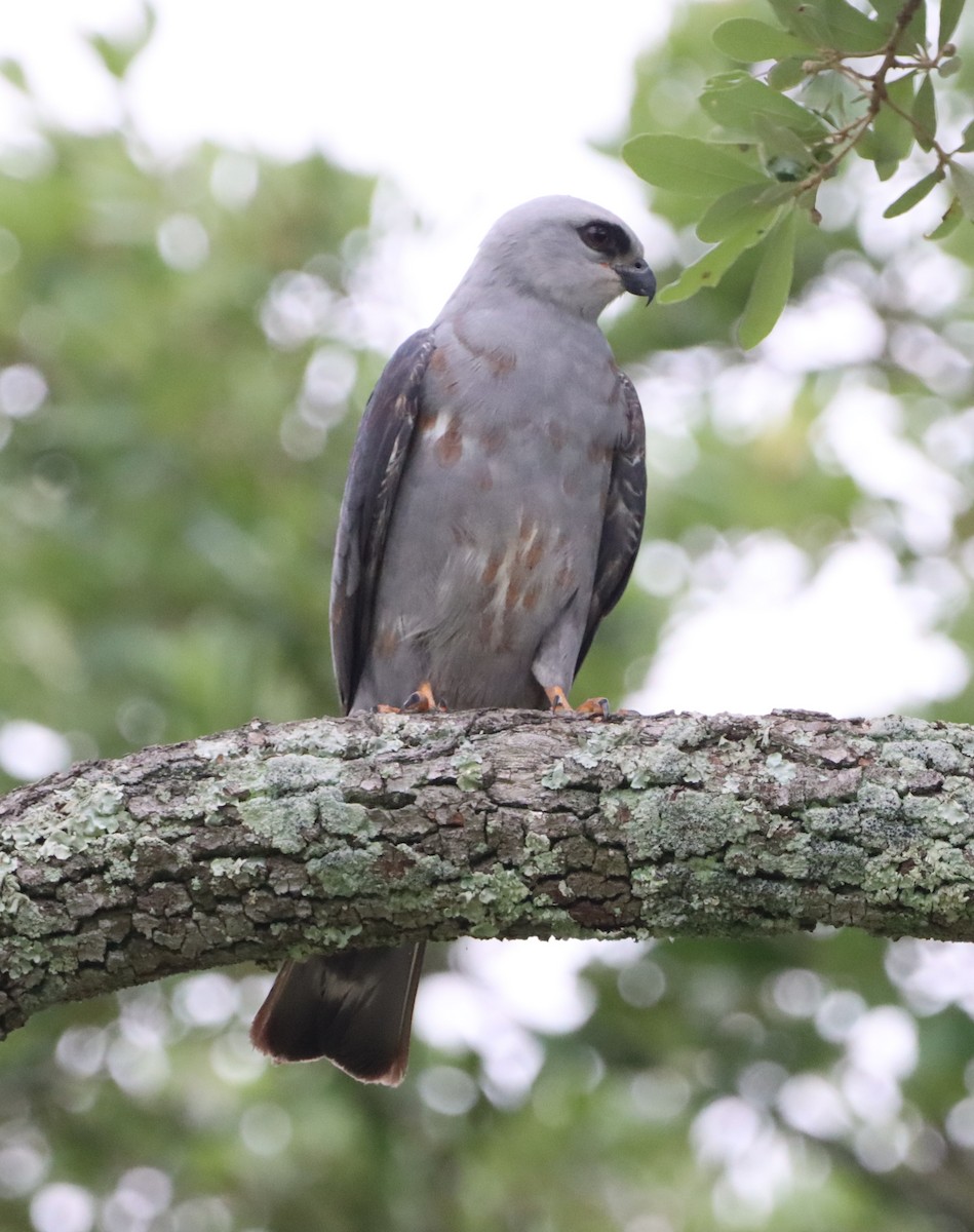 Milan du Mississippi - ML652342891