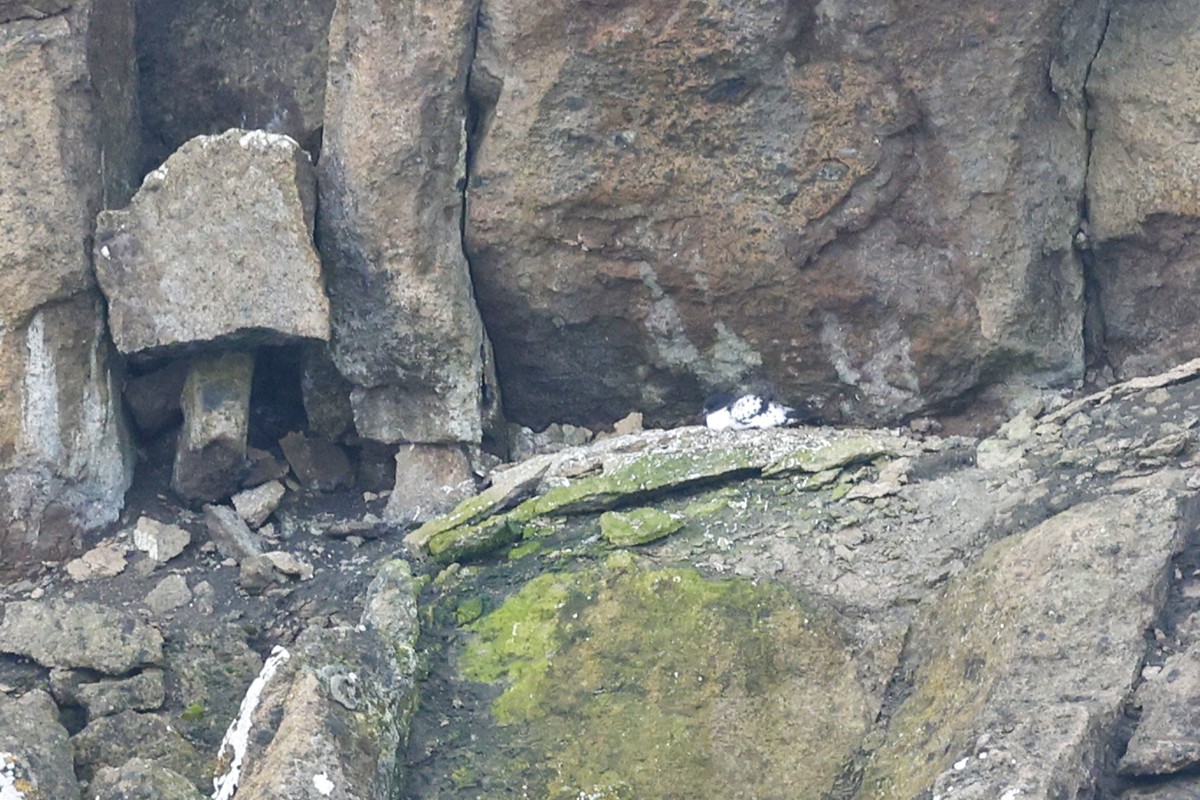 Пінтадо - ML652342943