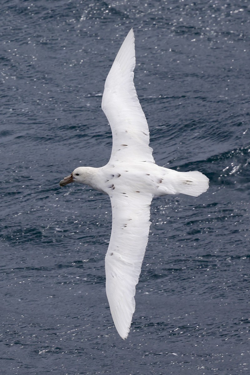 Буревісник гігантський - ML652343028