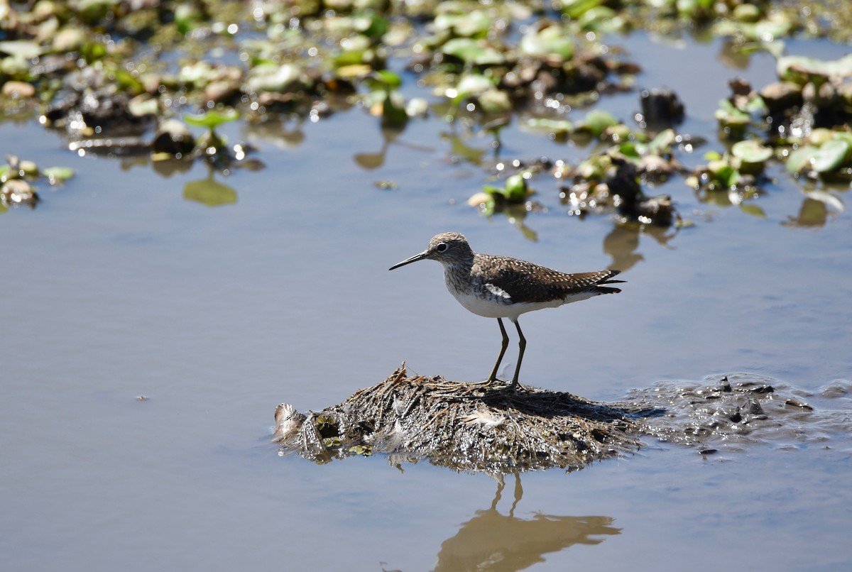 Solitary Sandpiper - ML652343067