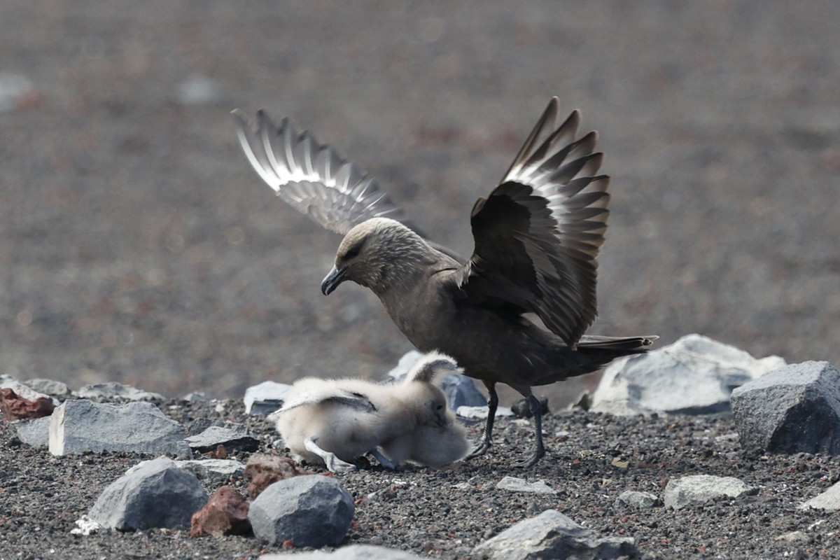 Stercorarius sp. (skua sp.) - ML652343096