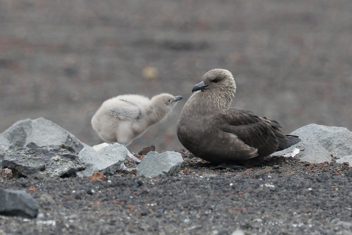 Stercorarius sp. (skua sp.) - ML652343097