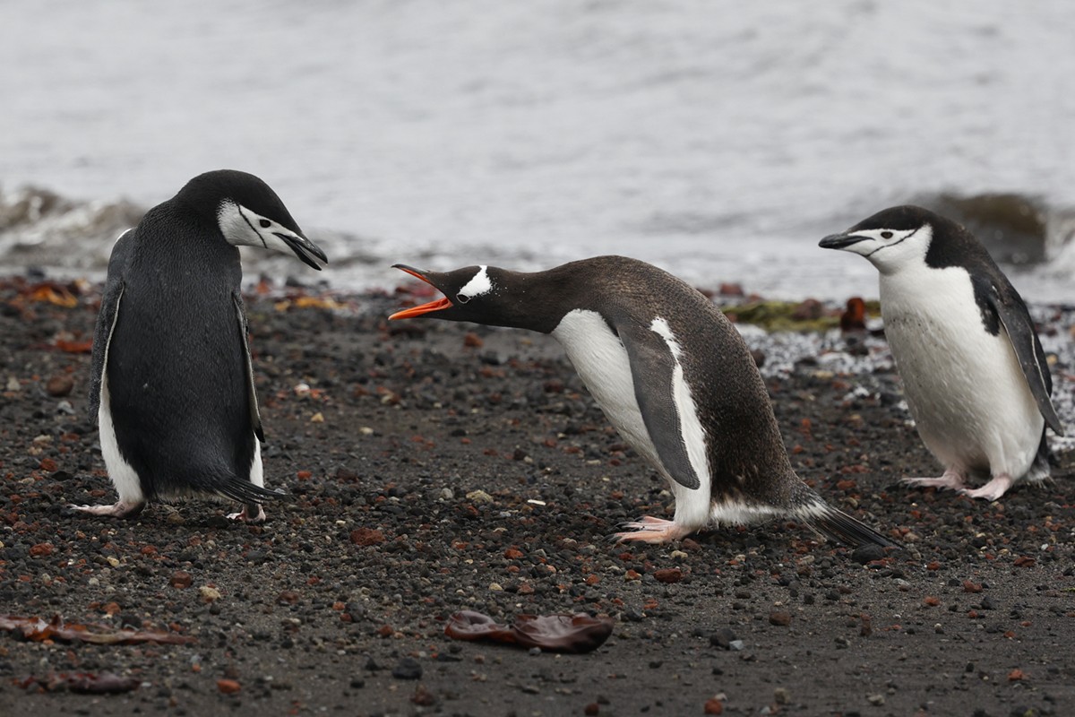 Пінгвін антарктичний - ML652343116