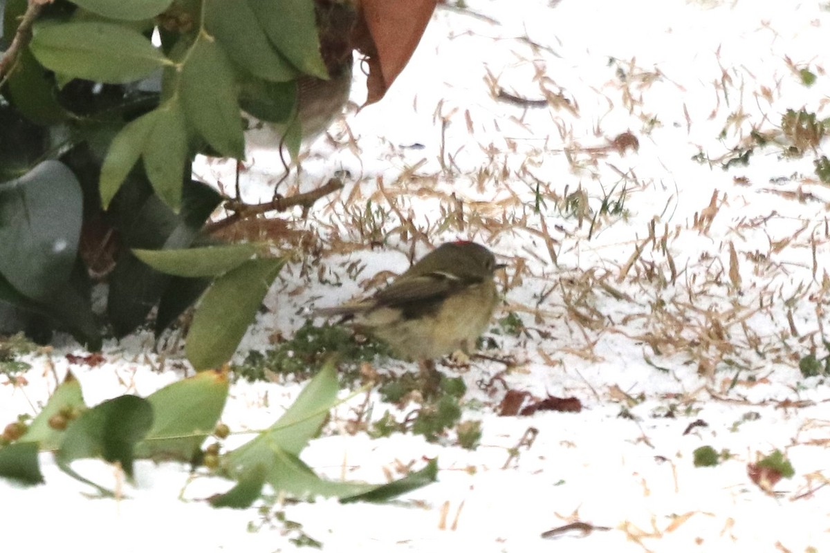 Ruby-crowned Kinglet - ML652343191