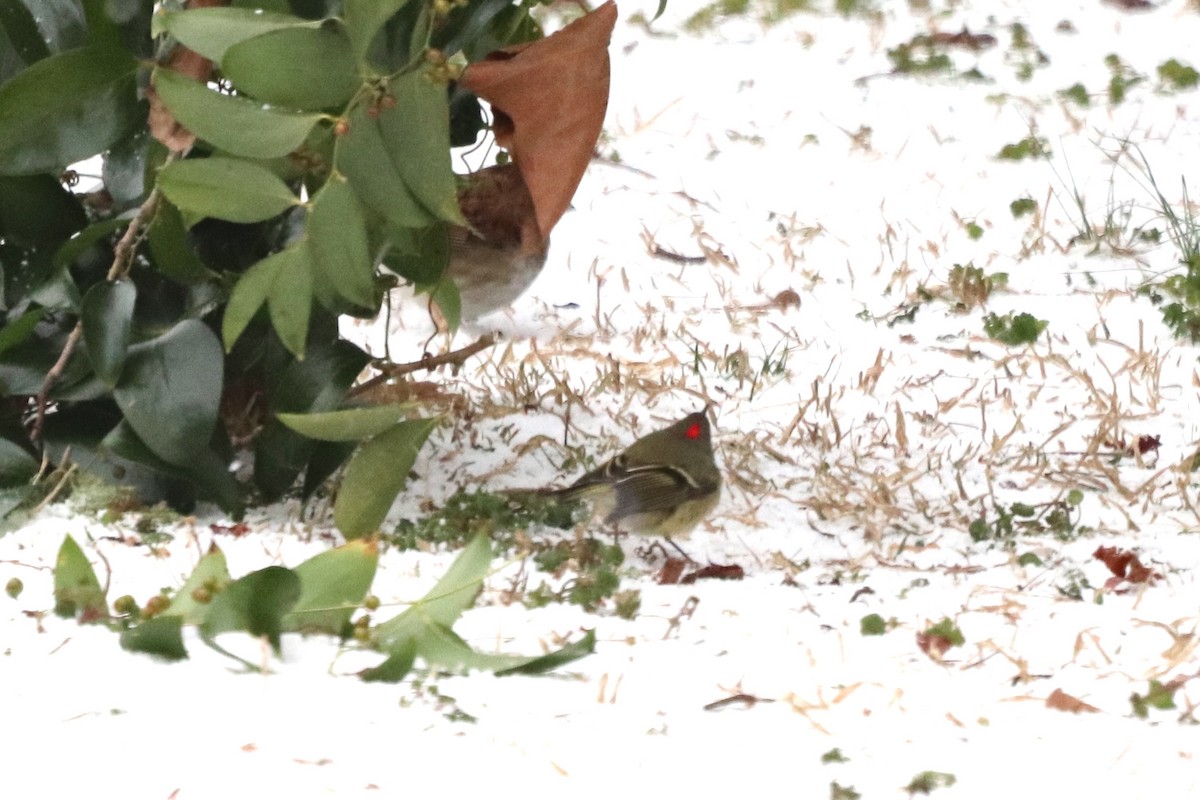 Ruby-crowned Kinglet - ML652343192