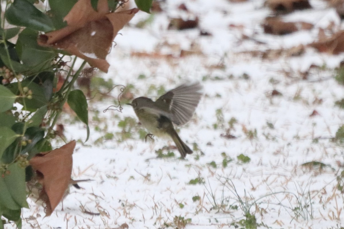 Ruby-crowned Kinglet - ML652343193