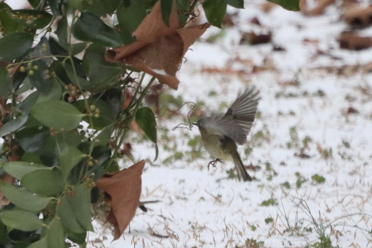 Ruby-crowned Kinglet - ML652343194