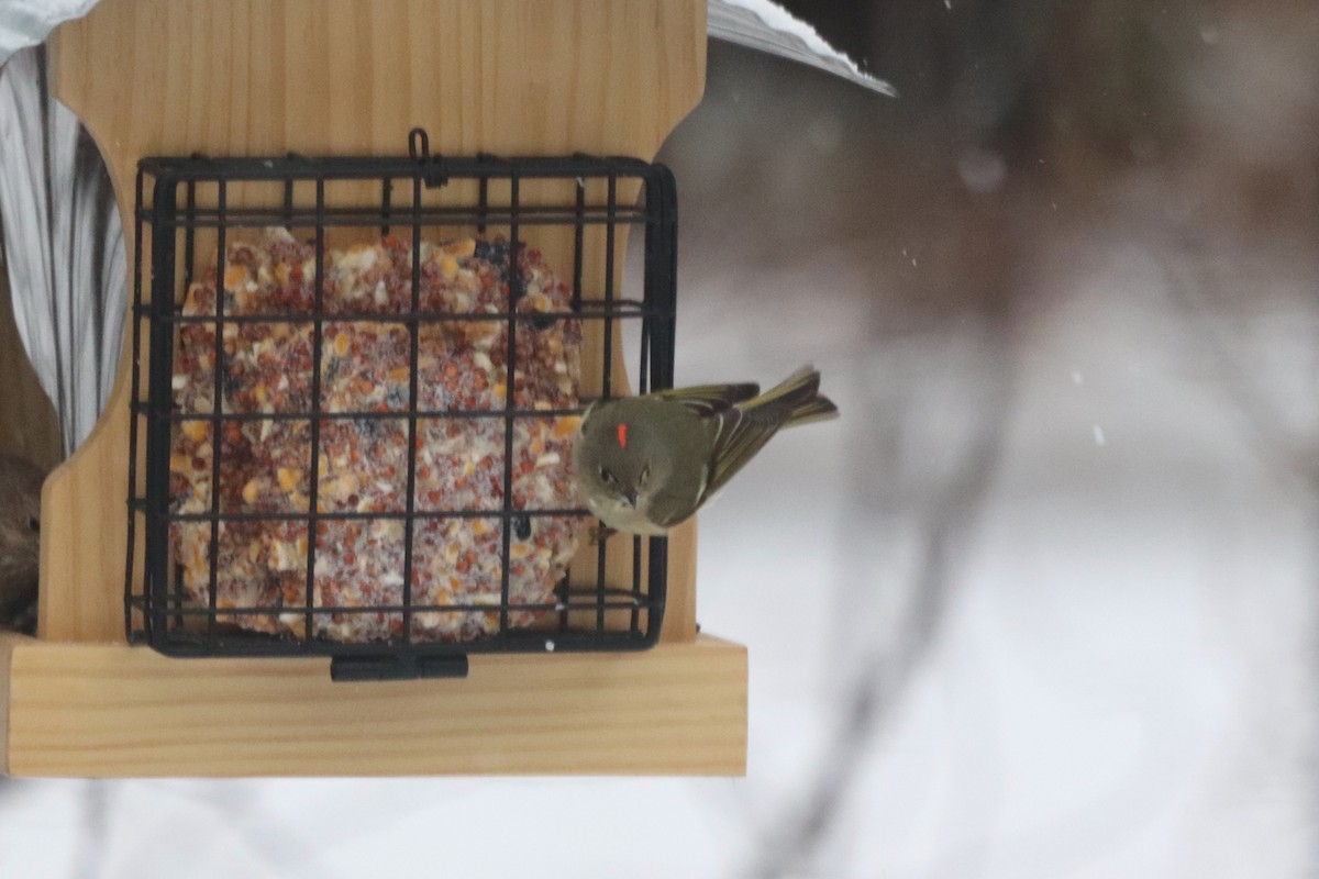 Ruby-crowned Kinglet - ML652343195