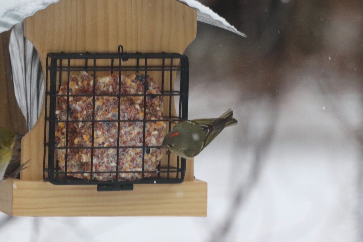 Ruby-crowned Kinglet - ML652343196